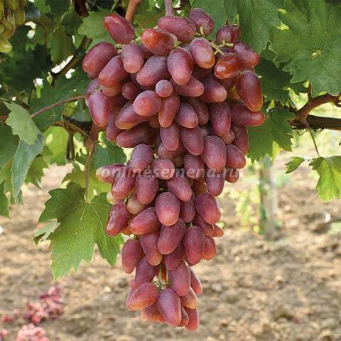 Виноград плодовый Дубовский розовый