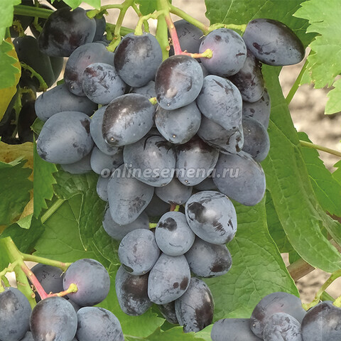 Виноград плодовый Ромбик