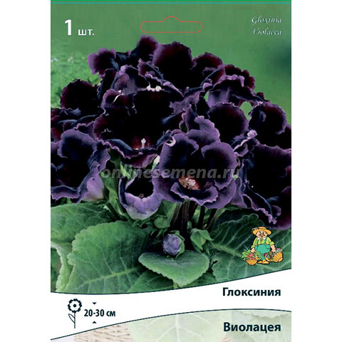 Глоксиния Виолацея (1 шт.)