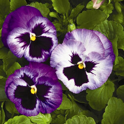 Виола крупноцветковая Колоссус Лавендер Сюрпрайз (1уп-100шт) профессиональные семена