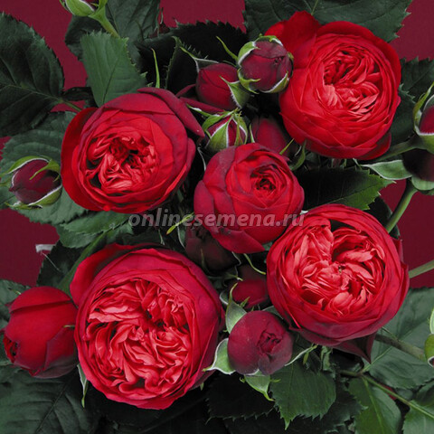 Роза спрей Ред Пиано (С3,5)