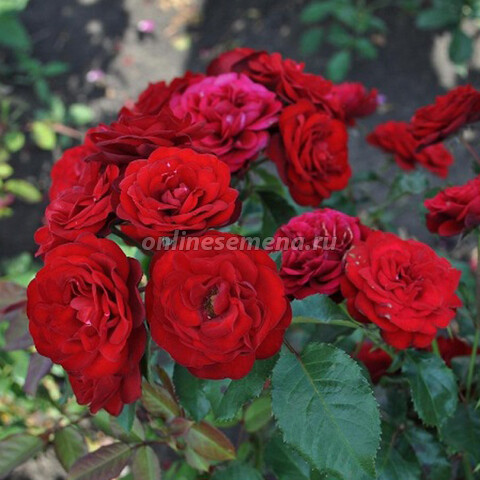 Роза спрей Таманго (С3,5)