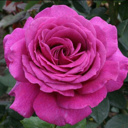 Роза чайно-гибридная Биг Пепл (С3,5) роза чайно гибридная мондиале