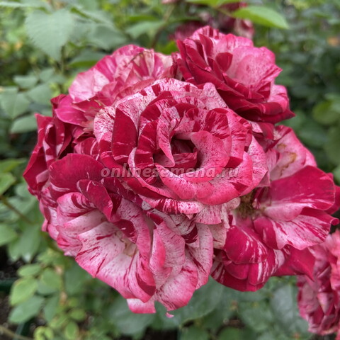 Роза флорибунда Дип Импрешн (С2)