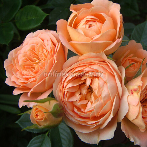 Роза чайно-гибридная Дольче Вита (С2)