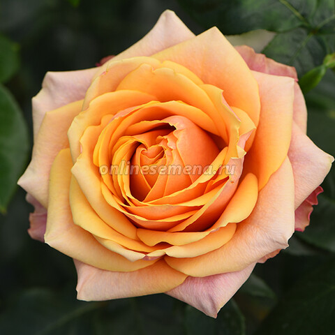 Роза чайно-гибридная Черри Бренди (С2)