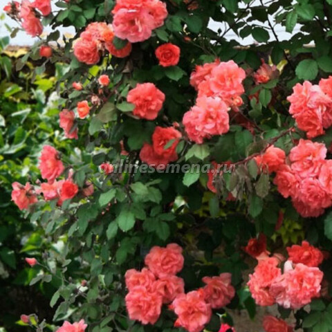 Роза плетистая Алибаба (С20 Н175-200)