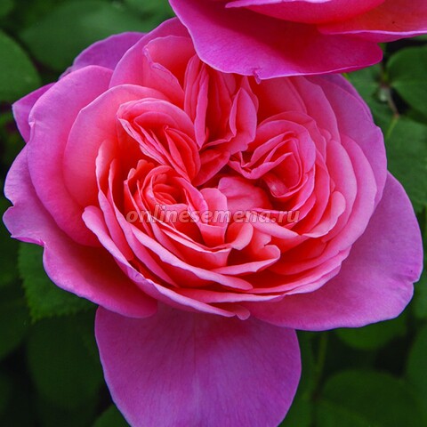 Роза парковая Гарден Фрагранс (С2)