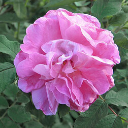 Роза канадская парковая Свит Аделин (С3,5)