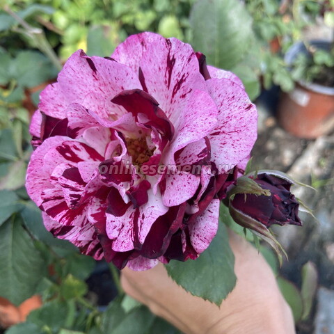 Роза флорибунда Нью Имэджин (С3,5)