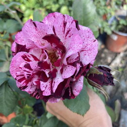 Роза флорибунда Нью Имэджин (С3,5)