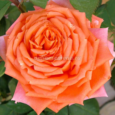 Роза чайно-гибридная Эльдорадо`