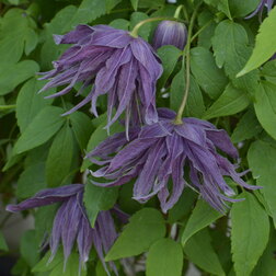Клематис ботанический (княжик) Виолет Сюрпрайз клематис крупно ковый виолет элизабет