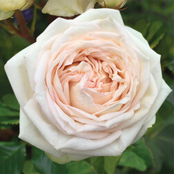 Роза чайно-гибридная Мадам Энизетт клематис крупно ковый мадам джулия корревон