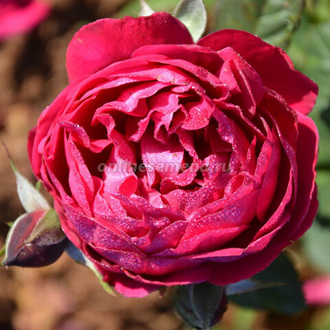 Роза парковая Бисантенэр де Гийо