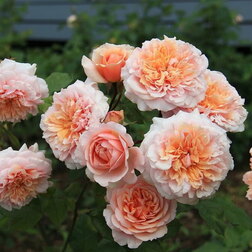 Роза парковая Версайни роза канадская парковая мартин фробишер