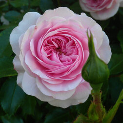 Роза парковая Лариса роза канадская парковая мартин фробишер