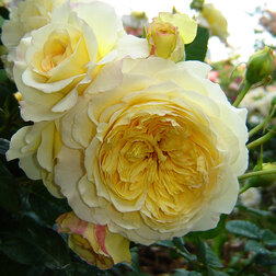 Роза парковая Нельсон Монфорт роза канадская парковая мартин фробишер