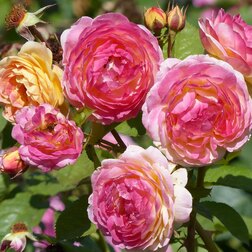 Роза парковая Розоман Жанон роза канадская парковая мартин фробишер