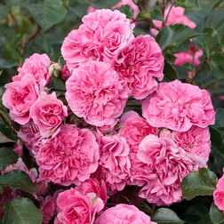 Роза почвопокровная Ле Катр Сэзон (Роза 4 сезона) роза почвопокровная хайдетраум