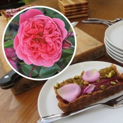 Роза флорибунда Распберри (кулинарная серия) роза парковая жорди рока кулинарная серия