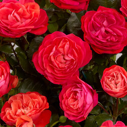 Роза штамбовая Дувр (Довер) (штамб 60) роза штамбовая миниатюрная джульетта штамб 45