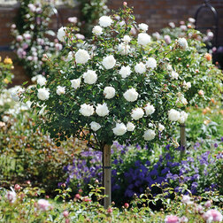 Роза штамбовая Кайлани (штамб 60) роза штамбовая миниатюрная джульетта штамб 45