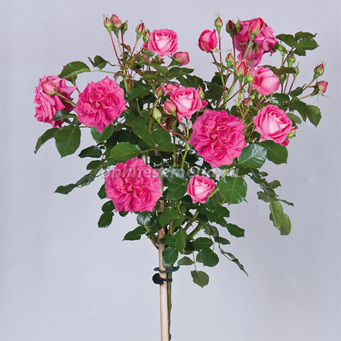 Роза штамбовая Топкапы (штамб 60)