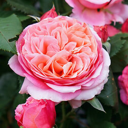 Роза Тантау чайно-гибридная Мэри Энн роза тантау чайно гибридная афродита