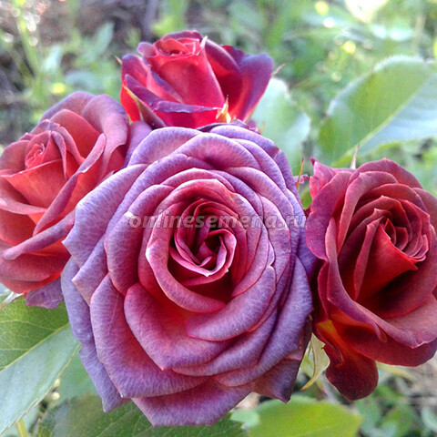 Роза спрей (миниатюрная) Браун Шугар