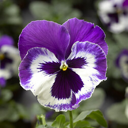 Виола крупноцветковая Дельта Спиди F1 Виолет энд Вайт (1уп-100шт) профессиональные семена семена виола тайгер ай f1 5 шт