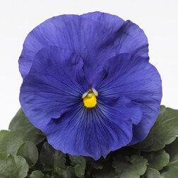 Виола крупноцветковая Дельта Спиди F1 Тру Блю (1уп-100шт) профессиональные семена