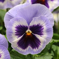 Виола крупноцветковая Спринг Матрикс Блю Винг (1уп-100шт) профессиональные семена