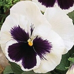 Виола крупноцветковая Спринг Матрикс Вайт Блотч (1уп-100шт) профессиональные семена
