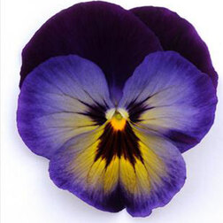 Виола крупноцветковая Спринг Матрикс Миднайт Глоу (1уп-100шт) профессиональные семена семена виола тайгер ай f1 5 шт