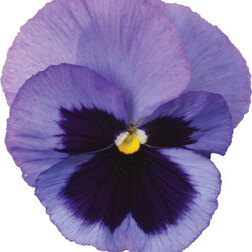 Виола крупноцветковая Спринг Матрикс Оушен (1уп-100шт) профессиональные семена семена ов виола соблазн влюбленный эльф f1 10 шт