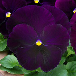 Виола крупноцветковая Спринг Матрикс Парпл (1уп-100шт) профессиональные семена