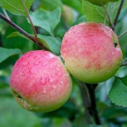 Яблоня Мантет (подвой семенной) (в сетке) яблоня благовест в сетке подвой 54 118 полукарл