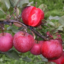 Яблоня красномякотная Байя Мариса (подвой 54-118 полукарликовый) (в сетке) яблоня имрус подвой семенной в сетке