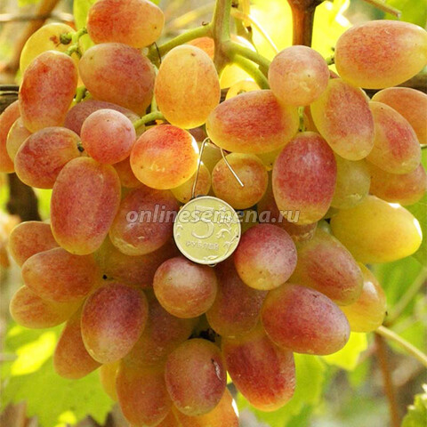 Виноград плодовый Преображение (C3)