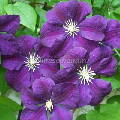 Клематис крупноцветковый Этуаль Виолетт (С2)