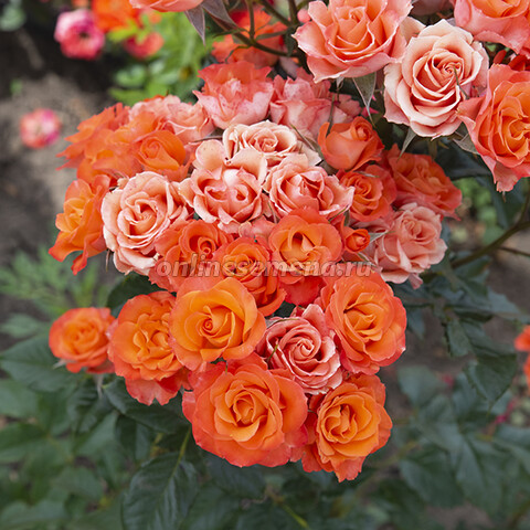 Роза миниатюрная Ориндж Бэбифлор (С3,5)