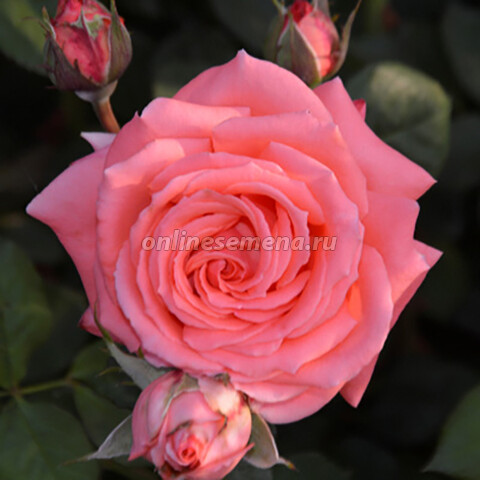Роза плетистая Клайминг Америка (С3,5)