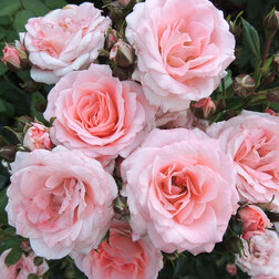 Роза спрей Лидия (С3,5) лидия русланова