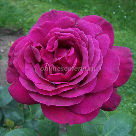 Роза чайно-гибридная Жорианда (С3,5)
