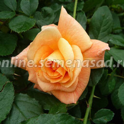 Роза парковая Вестерленд (С3,5л) роза канадская парковая мартин фробишер