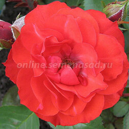 Роза флорибунда Алотрия (С2-4л)