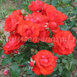 Роза флорибунда Европеана (С2-4л)