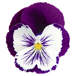 Виола крупноцветковая Кетс Плюс Парпл энд Вайт (1уп-100шт) профессиональные семена