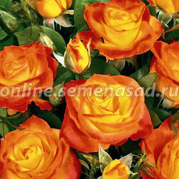 Роза флорибунда Румба (С3,5) роза флорибунда reka тиса